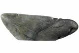 Giant, Fossil Megalodon Tooth Paper Weight #130857-1